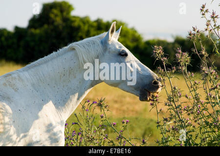 Andalusier, rein spanische Pferd oder PRE Pferde, Pura Raza Española, Stute, Schimmel, Fütterung auf Disteln, Andalusien, Spanien Stockfoto