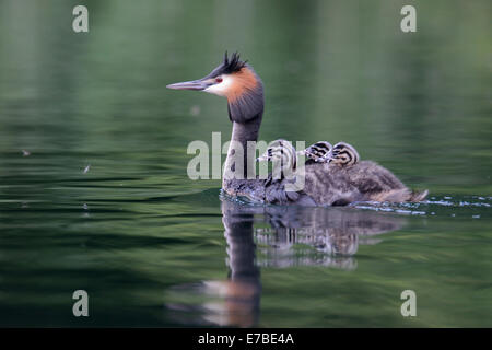 Haubentaucher (Podiceps Cristatus), Altvogel mit Küken auf dem Rücken auf einem See, Mecklenburg-Western Pomerania, Deutschland Stockfoto