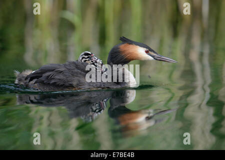 Haubentaucher (Podiceps Cristatus), Altvogel mit Küken auf dem Rücken auf einem See, Mecklenburg-Western Pomerania, Deutschland Stockfoto