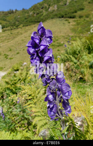 Eisenhut (Aconitum Napellus), Wasserstubental Tal, Verwall Berge, Vorarlberg, Österreich Stockfoto