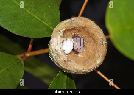 Verschachteln von Kolibri mit einem Ei über ein Baby, Costa Rica, Zentralamerika Stockfoto