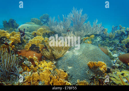 Unterwasserlandschaft in einem gesunden Korallenriff des karibischen Meeres Stockfoto