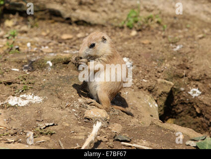 Baby-Black-Tailed-Präriehund Fütterung Stockfoto