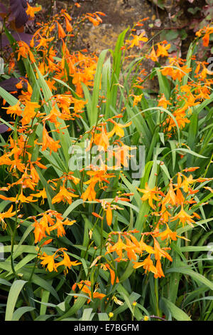 Orange Crocosmia oder Montbretia Blumen in einem Garten von Somerset mit Schinken Stein im Hintergrund Stockfoto