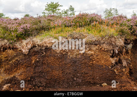 Querschnitt eines irischen Moor, Heide und Pflanzen auf der Oberseite Stockfoto