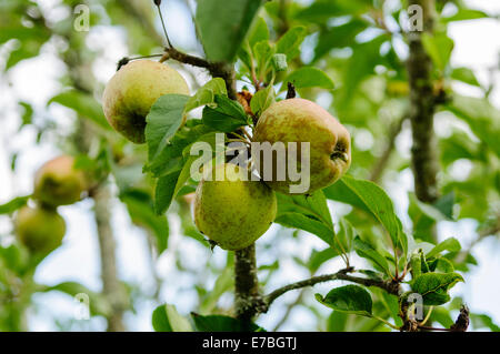 Bramley Äpfel auf einem Baum im County Armagh orchard Stockfoto