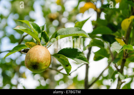 Bramley Apfelanbaus an einem Baum in einem County Armagh Obstgarten Stockfoto