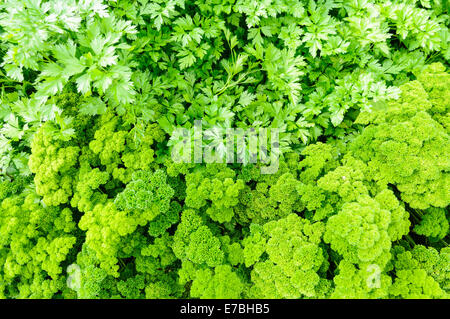 Wohnung-Blatt und geschweiften Petersilie wächst Side-by-side Stockfoto