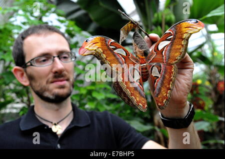 Brno, Tschechische Republik. 12. September 2014. Die Atlas Moth (Attacus Atlas), der größte Falter der Welt flächenmäßig total Flügel, abgebildet im Botanischen Garten in Brno, Tschechische Republik, 12. September 2014. (CTK Foto/Igor Zehl/Alamy Live News) Stockfoto