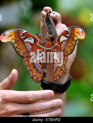 Brno, Tschechische Republik. 12. September 2014. Die Atlas Moth (Attacus Atlas), der größte Falter der Welt flächenmäßig total Flügel, abgebildet im Botanischen Garten in Brno, Tschechische Republik, 12. September 2014. (CTK Foto/Igor Zehl/Alamy Live News) Stockfoto