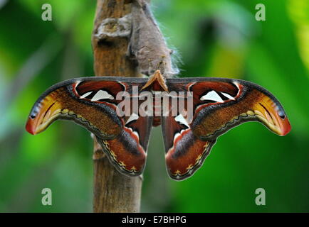 Brno, Tschechische Republik. 12. September 2014. Die Atlas Moth (Attacus Atlas), der größte Falter der Welt flächenmäßig total Flügel, abgebildet im Botanischen Garten in Brno, Tschechische Republik, 12. September 2014. (CTK Foto/Igor Zehl/Alamy Live News) Stockfoto