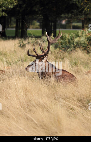 Hirsche in der langen Rasen in Bushy Park Royal Deer Park in SW London England UK. Stockfoto