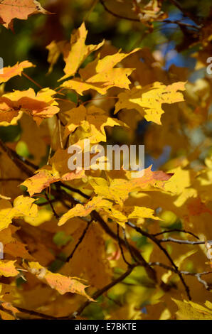 Gelbe Ahornblätter Stockfoto