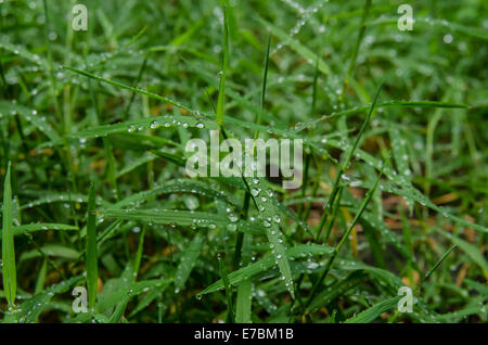 Tautropfen Rest auf Grashalmen Stockfoto