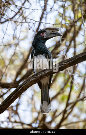 Trompeter Hornbill Bycanistes Bucinator sitzt in einem Baum in Viktoriafälle, Simbabwe Stockfoto