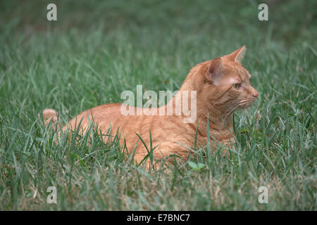 Katze Gras stalking Stockfoto