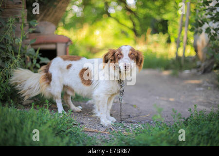 Hundewachhund an einer Kette im Hof Stockfoto