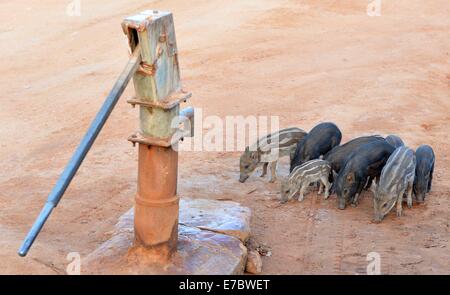 Yala, Colombo. 11. September, 2014. Wildschweine sind im Yala National Park im südlichen Bezirk von Yala, etwa 250 km südwestlich von Colombo, am 11. September 2014 gesehen. Yala-Nationalpark, der zweitgrößte Nationalpark in Sri Lanka, ist aufgrund der anhaltenden Dürre bis Sept. 30 für Besucher geschlossen. © A.Rajith/Xinhua/Alamy-Live-Nachrichten Stockfoto