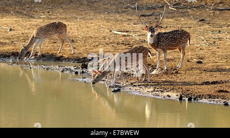 Yala, Colombo. 11. September, 2014. Hirsche trinken Wasser im Yala National Park im südlichen Bezirk von Yala, etwa 250 km südwestlich von Colombo, am 11. September 2014. Yala-Nationalpark, der zweitgrößte Nationalpark in Sri Lanka, ist aufgrund der anhaltenden Dürre bis Sept. 30 für Besucher geschlossen. © A.Rajith/Xinhua/Alamy-Live-Nachrichten Stockfoto