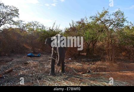 Yala, Colombo. 11. September, 2014. Ein Elefant ist im Yala National Park im südlichen Bezirk von Yala, etwa 250 km südwestlich von Colombo, am 11. September 2014 gesehen. Yala-Nationalpark, der zweitgrößte Nationalpark in Sri Lanka, ist aufgrund der anhaltenden Dürre bis Sept. 30 für Besucher geschlossen. © A.Rajith/Xinhua/Alamy-Live-Nachrichten Stockfoto