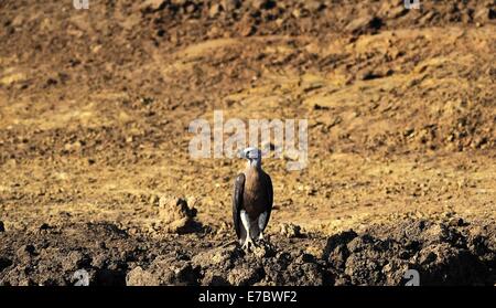 Yala, Colombo. 11. September, 2014. Ein Vogel ist im Yala National Park im südlichen Bezirk von Yala, etwa 250 km südwestlich von Colombo, am 11. September 2014 gesehen. Yala-Nationalpark, der zweitgrößte Nationalpark in Sri Lanka, ist aufgrund der anhaltenden Dürre bis Sept. 30 für Besucher geschlossen. © A.Rajith/Xinhua/Alamy-Live-Nachrichten Stockfoto