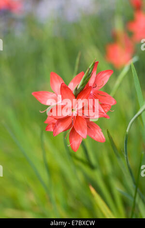 Hesperantha Coccinea 'Major'. Rote Flagge Lilie blüht. Stockfoto