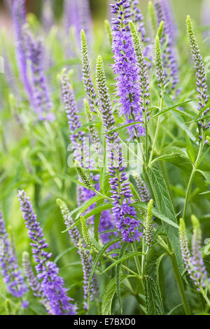 Veronica Orchidea in einem staudenbeet wächst. Speedwell Blumen. Stockfoto