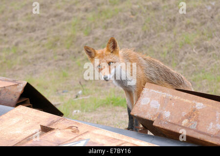 Neugierig, nassen Rotfuchs (Vulpes Vulpes) spähte aus dem Fensterbrett, Wladiwostok, Fernost, Russland Stockfoto