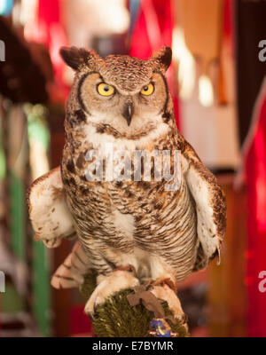 Eule, mittelalterliche Party, Dalt Vila, Altstadt, Ibiza, Balearen, Spanien, Mittelmeer, Europa Stockfoto