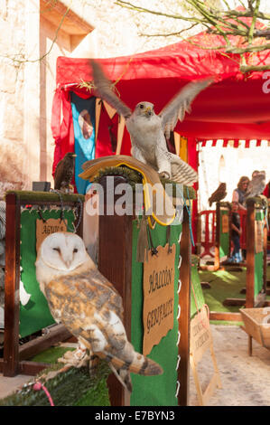 Eule und Falke, mittelalterliche Party, Dalt Vila, Old Town, Ibiza, Balearen, Spanien, Mittelmeer, Europa Stockfoto