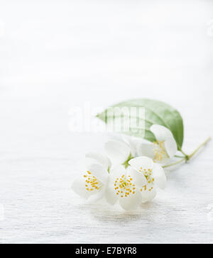 Jasmin Blüten in hellem Hintergrund, selektiven Fokus Stockfoto