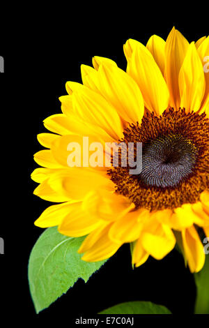 Sonne-Blume-Nahaufnahme Stockfoto