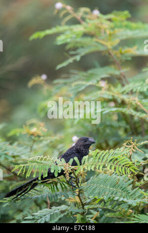 Nut-billed ani Stockfoto