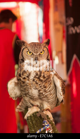 Eule, mittelalterliche Party, Dalt Vila, Altstadt, Ibiza, Balearen, Spanien, Mittelmeer, Europa Stockfoto