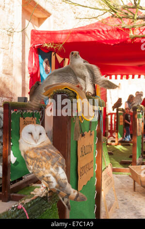 Eule und Falke, mittelalterliche Party, Dalt Vila, Old Town, Ibiza, Balearen, Spanien, Mittelmeer, Europa Stockfoto