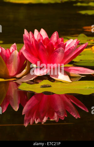 Seerose, Botanischer Garten San Diego, Kalifornien Stockfoto