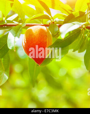 Saftiger reifer Pfirsich, hängen auf dem Baum im Obstgarten, frisches leckeres Obst, Obst-Industrie, Sommersaison, wachsende Natur, sonnigen Tag Stockfoto