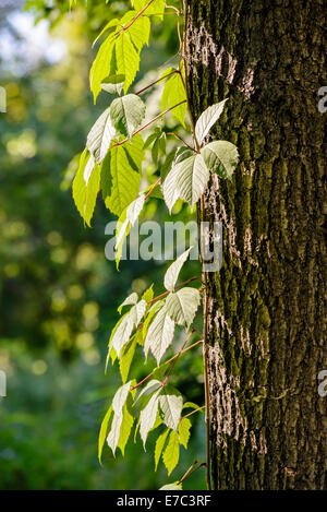 Schlingpflanze lässt auf einen Baumstamm unter einem starken Sonnenstrahl zu Beginn des Herbstes Stockfoto