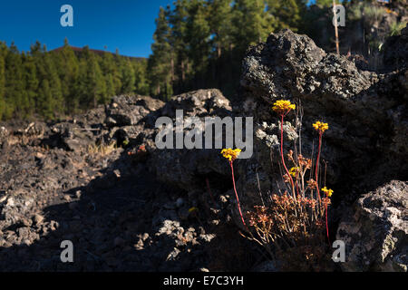 Aeonium Spathulatum (Fetthenne, Hauswurz, Bejequillo Canario) Blüte im Mai auf basaltische Lava in der Nähe von Montana Chinyero, Teneriffa Stockfoto