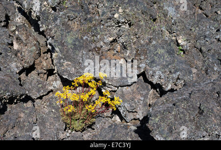 Aeonium Spathulatum (Fetthenne, Hauswurz, Bejequillo Canario) Blüte im Mai auf basaltische Lava in der Nähe von Montana Chinyero, Teneriffa Stockfoto