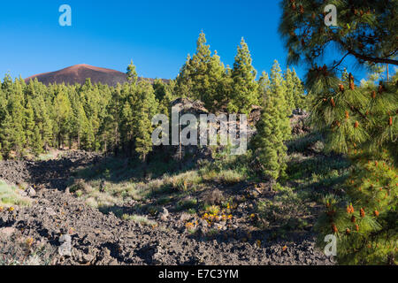 Gelben Blüten der Aeonium Spathulatum und Kegel der native Pinus Canariensis im Mai mit Montana de Chinyero im Hintergrund Stockfoto