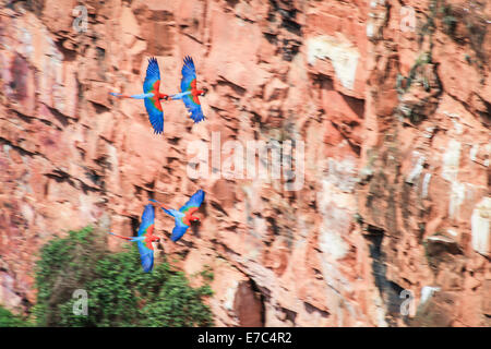 Fliegende rote Aras - Scarlet Aras ergreifen, um die Luft, sie leben in einem riesigen Waschbecken Loch, Eiern vor Raubtieren zu schützen Stockfoto