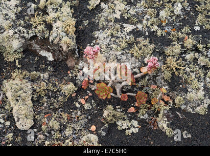 Große Rosa-blühenden Aeonium Lancerottense (Fetthenne, Hauswurz) auf Flechten bedeckten Lava in Masdache, Lanzarote Stockfoto