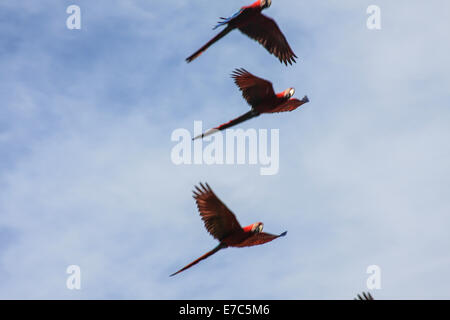 Fliegende rote Aras - Aras fliegen schnell, unscharf gegen den Himmel dahinter Stockfoto