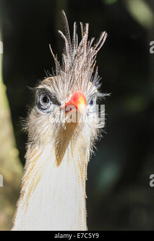 Crested Vogel - Gesicht eines Vogels mit einer orangefarbenen Schnabel und Federn Wappen Stockfoto