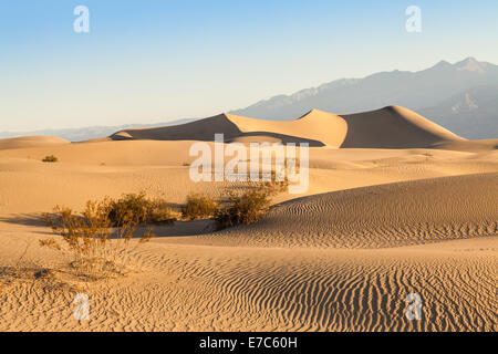 Sanddünen im Death Valley Wüste - California Mesquite flach Stockfoto