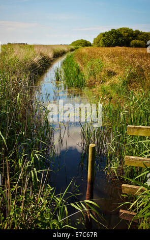 Typische Norfolk Broads Entwässerung Deich. Die Norfolk Broads. UK Stockfoto