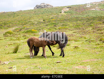 Fohlen und Stute Dartmoor-Ponys, Dartmoor National Park, Devon, England Stockfoto