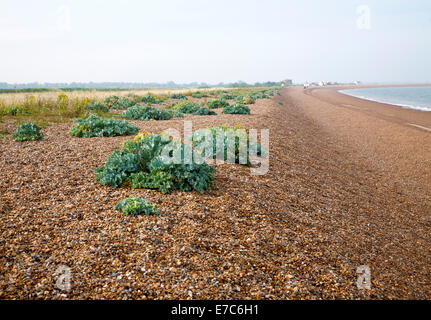 Bewachsenen Schindel Ökosystem mit Blick aufs Meer Kale, Krambe maritime, wachsen mit Schindel Street, Suffolk, England Stockfoto