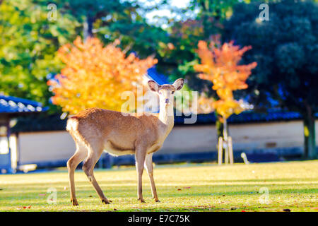 NARA, JAPAN - Nov 21: Besucher fressen wilde Rehe 21. April 2013 in Nara, Japan. Nara ist ein bedeutendes touristisches Ziel in Japan - f Stockfoto